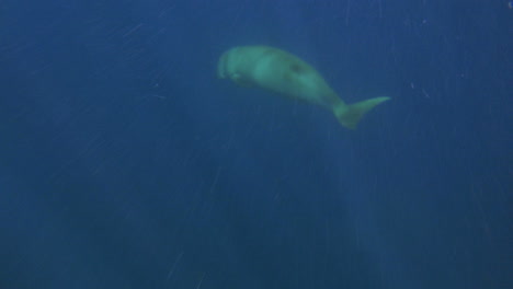 Dugong-Swimming-Underwater