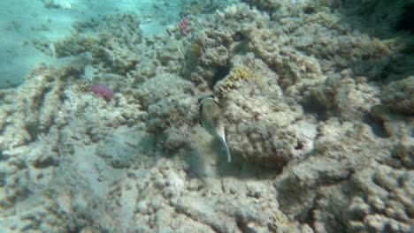 Pez-Solitario-Nadando-Sobre-Un-Gran-Arrecife-De-Coral