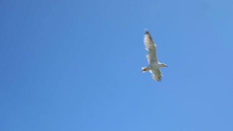 White-Seagull-in-Blue-Sky