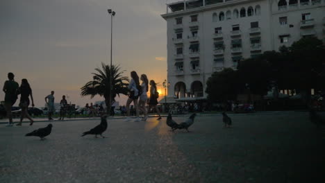 Pigeons-on-the-City-Square-at-Sunset