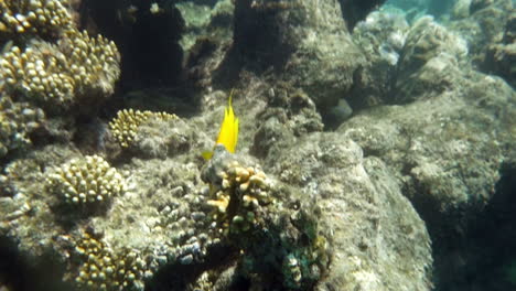 Gelber-Fisch,-Der-Korallenriff-Im-Roten-Meer-Bewohnt