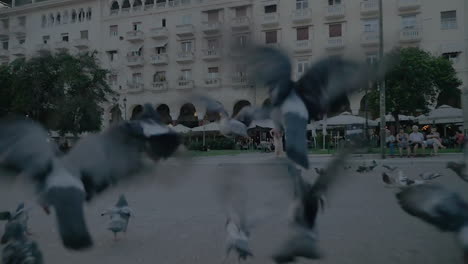 Frightened-City-Pigeons-Flying