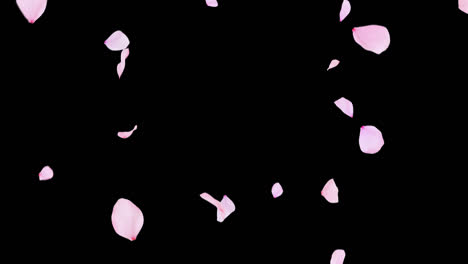 Rosafarbene-Blütenblätter-Schweben