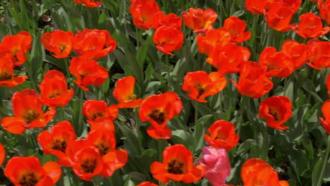 Slow-motion-top-view-of-red-tulips-field