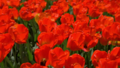 Wunderschöne-Rote-Tulpen