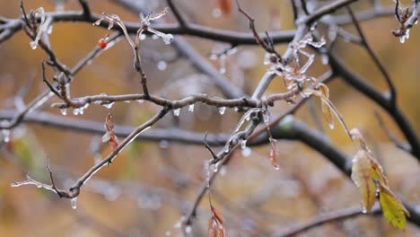 Leaves-and-branches-of-the-tree-froze-during-the-first-morning-frost-in-late-autumn.