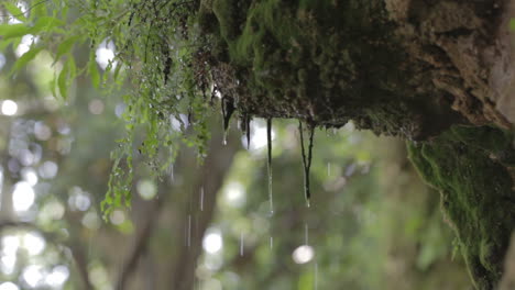 Rain-drops-Forest-moss