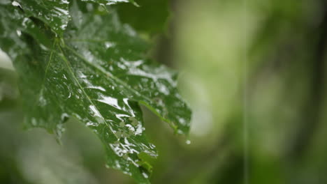 Maple-leaves-Rain-Clip-1