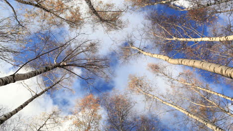 Birch-trees-Low-angle