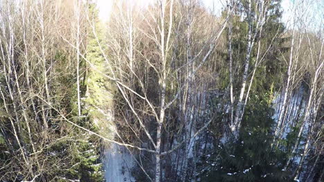 Aerial-scene-in-winter-forest