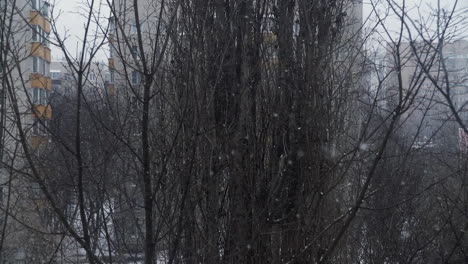 Escena-De-Invierno-Con-Nieve-Que-Cae-Y-árbol-Desnudo