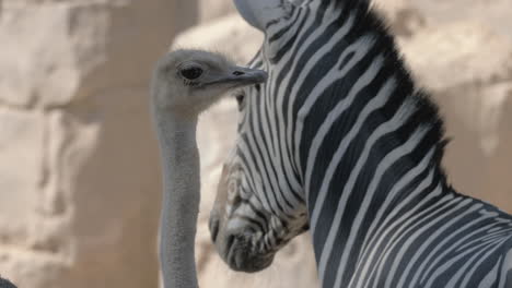 Ostrich-and-zebra-in-the-zoo