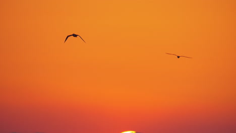 Flying-seagulls-in-sunset-sky