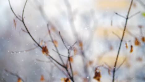 Snow-falling-against-faded-autumn-tree
