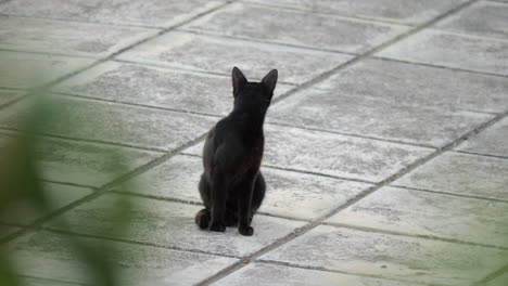 Black-stray-cat-in-the-street