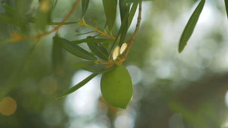 Tree-branch-with-single-green-olive