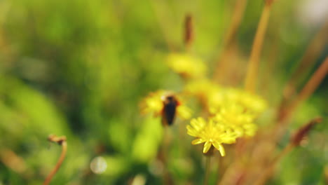 Bee-on-yellow-dandelion