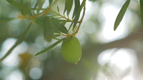 Grüne-Olive-Auf-Dem-Baumblick-Im-Sonnenlicht
