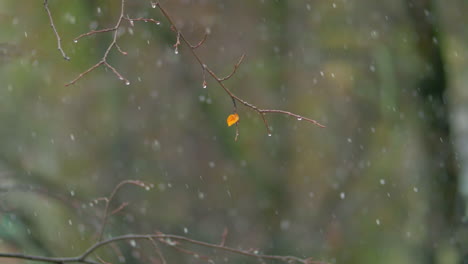 Herbsttag-Mit-Schneefall