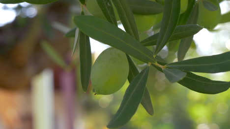 Tree-branch-with-green-olives-in-Mediterranean-garden