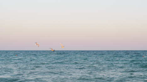 Seagulls-flying-over-the-sea-at-sunset