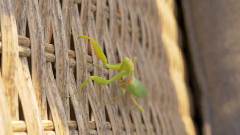Praying-mantis-insect-on-wicker-chair