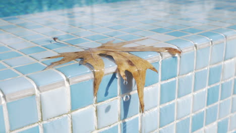 Leaf-with-falling-drops-on-swimming-pool-border