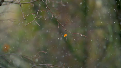 Wet-bare-tree-and-light-snowfall-on-autumn-day