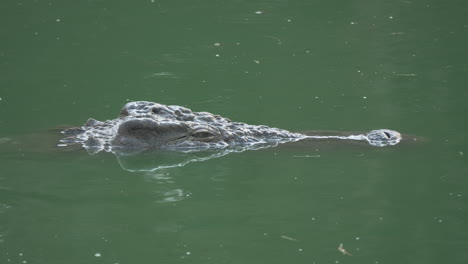 A-top-of-crocodiles-head-over-the-green-water