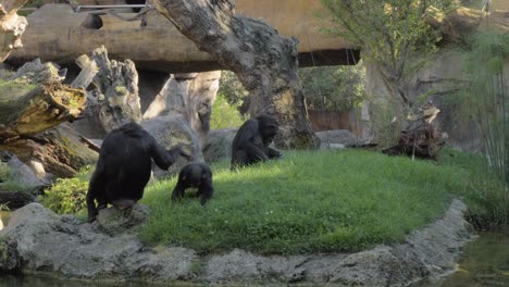 Schimpansenfamilie-Im-Zoo