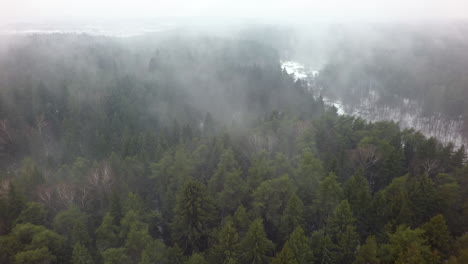 Foggy-coniferous-forest-in-winter-aerial-view
