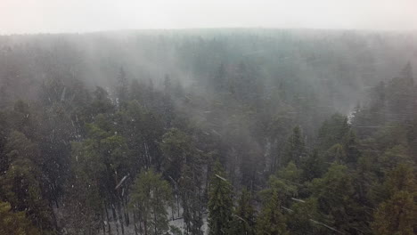 Blizzard-and-evergreen-forest-aerial-view