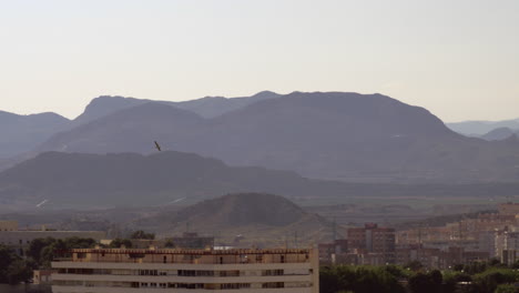 Un-Pájaro-Volando-Sobre-La-Soleada-Alicante