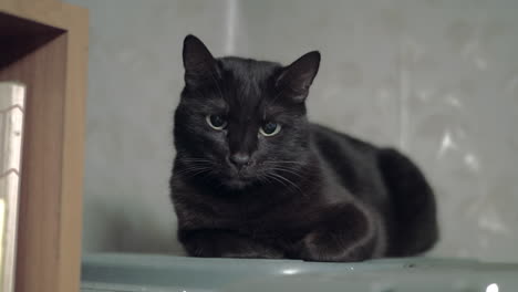 Schwarze-Katze-Liegt-In-Der-Nähe-Des-Regals