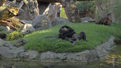 Linda-Familia-De-Chimpancés-Descansando
