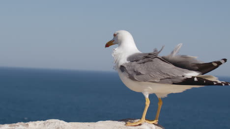 Seagull-perching-on-the-rock-in-strong-wind