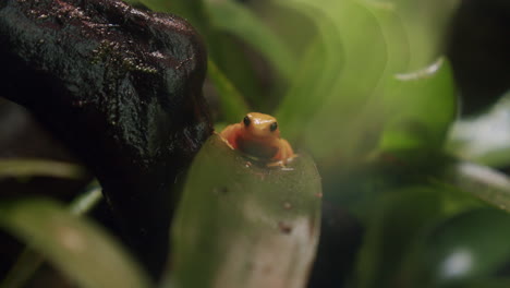 Madagaskar-Endemischer-Frosch-Goldener-Mantella
