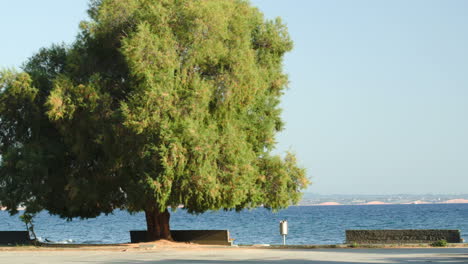 Seafront-with-benches-and-green-tree