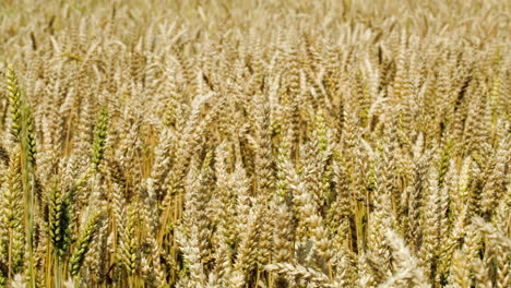 Wheat-swinging-slowly-in-the-wind