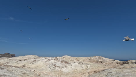 Gaviotas-Volando-Sobre-La-Vista-Al-Mar-Contra-El-Cielo-Con-Rocas