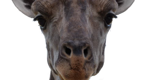 Kopf-Einer-Neugierigen-Giraffe