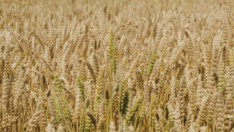 Field-of-wheat-swinging-in-the-wind