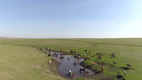 Aerial-View-of-Cows-and-Horses-by-Lake