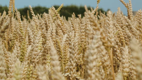 Wheat-swinging-in-the-wind