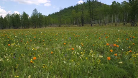 Field-of-Flowers