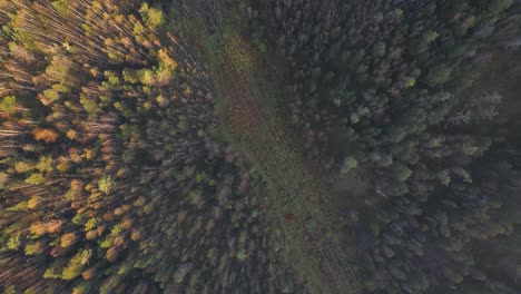 Luftaufnahme-Des-Herbstwaldes
