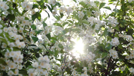 Blühender-Apfelbaum-Mit-Hellem-Sonnenlicht