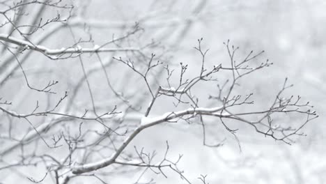 Tree-branches-on-the-background-of-snowfall.-Flakes-of-snow-falling-down-winter-landscape.