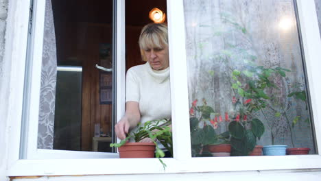 Woman-planting-a-houseplant-into-clay-pot-on-the-windowsill