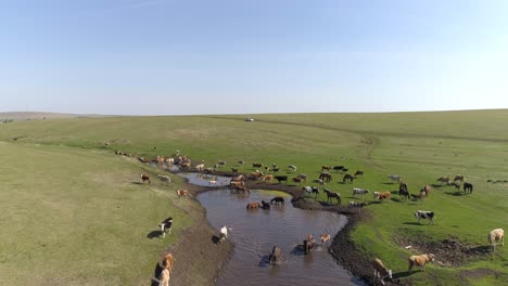 Horses-and-Cows-Grazing